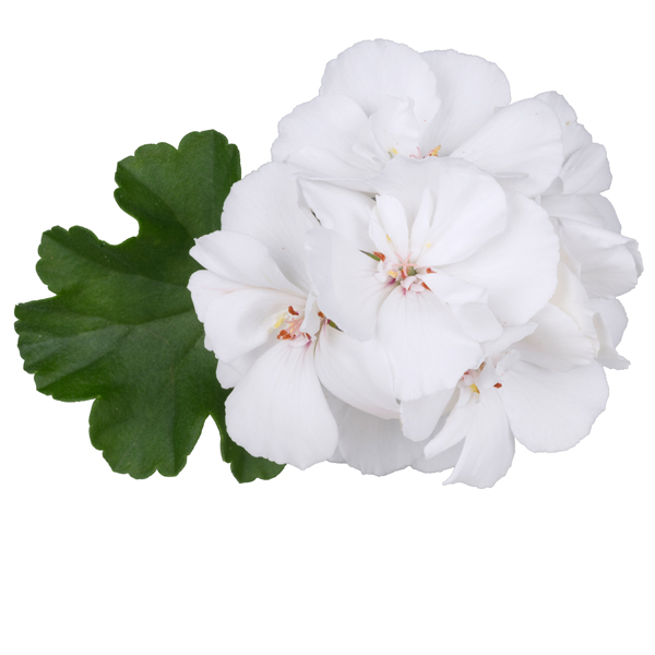 Pelargonium peltatum x zonale TwoinOne White 26 ®
