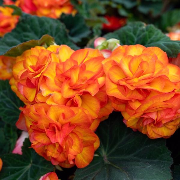 Begonia tuberosa Nonstop Flame Begonia tuberosa Nonstop Flame