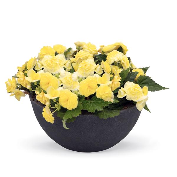 Begonia tuberosa Nonstop Lemon Begonia tuberosa Nonstop Lemon